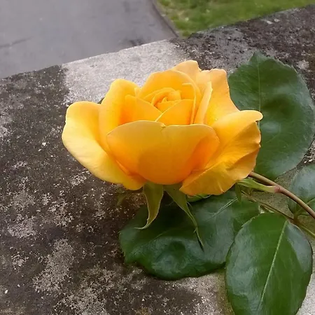 Visit Palladio B&B Bed & Breakfast