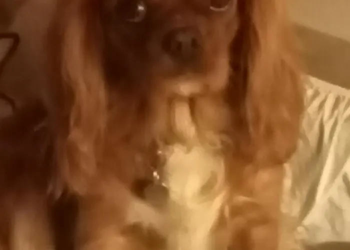 Bed & Breakfast Visit Palladio B&B 4*